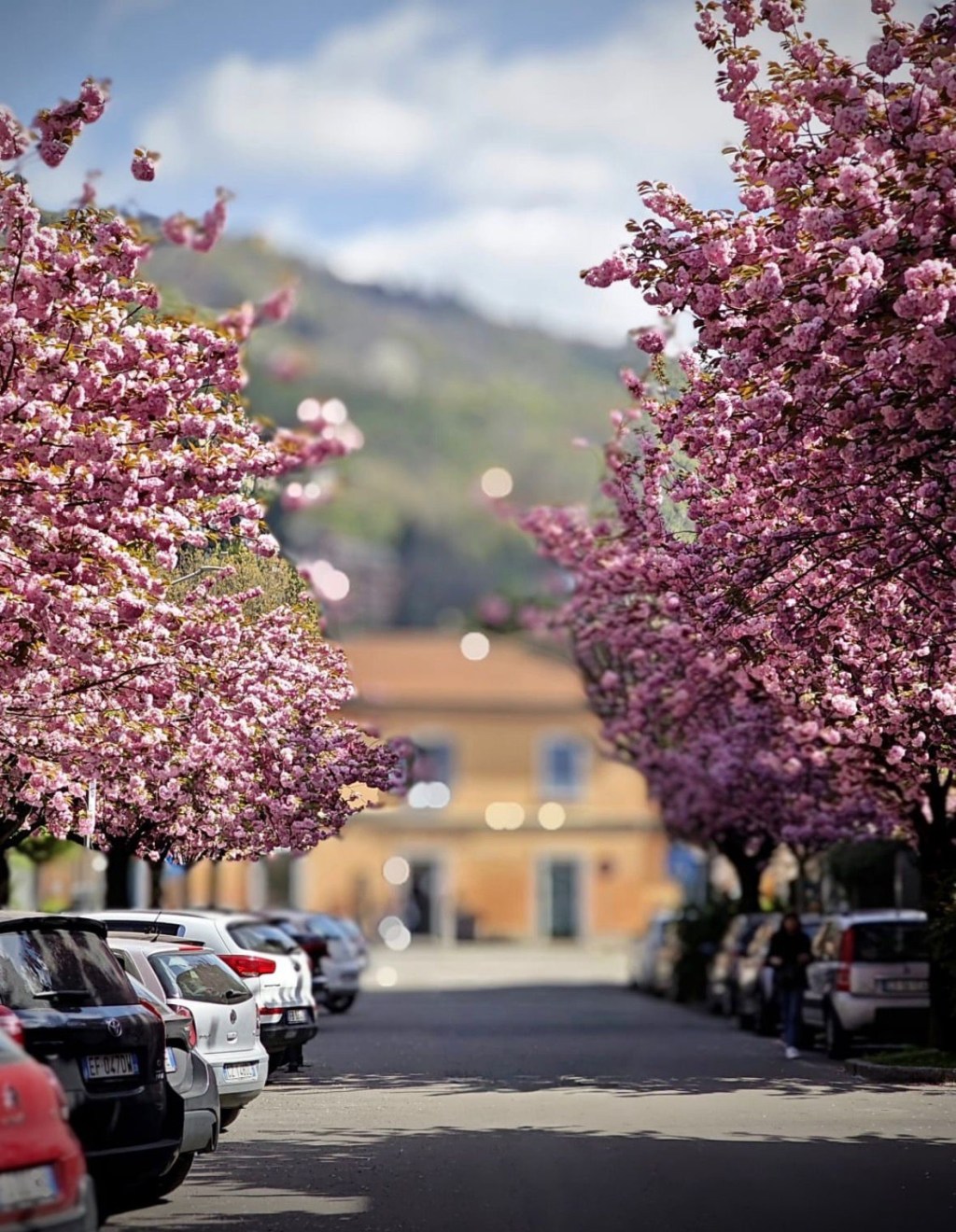 I ciliegi di via XX Settembre restano: quando una comunità cambia il corso delle&nbsp;decisioni